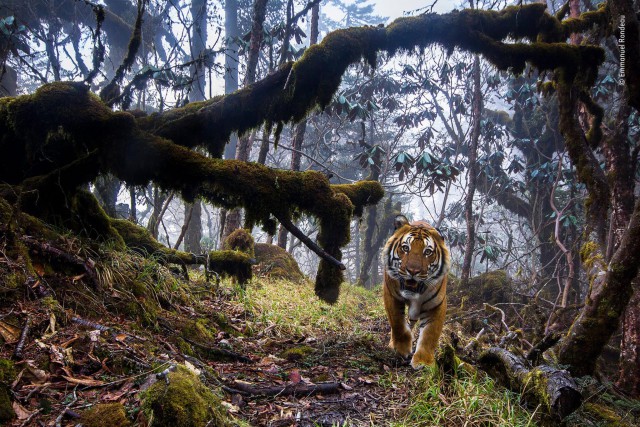 Лучшие фото конкурса дикой природы Wildlife Photographer of the Year Лучшие фото конкурса дикой природы Wildlife Photographer of the Year