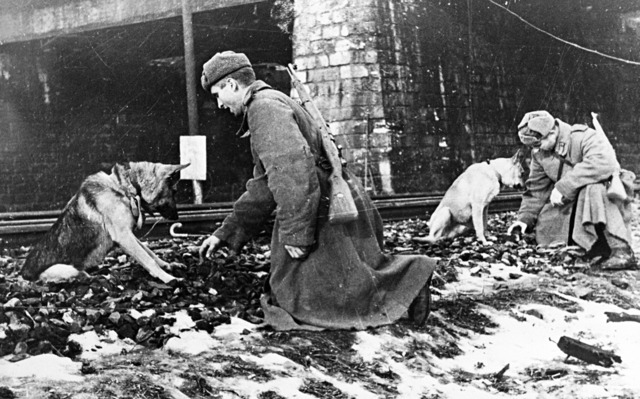 Как животные помогли победить Красной Армии Как животные помогли победить Красной Армии