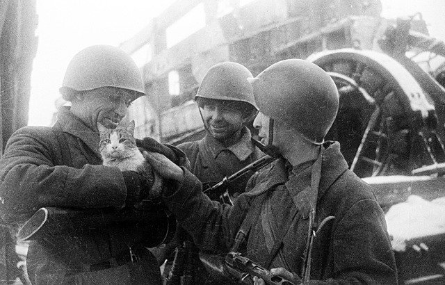 Как животные помогли победить Красной Армии Как животные помогли победить Красной Армии