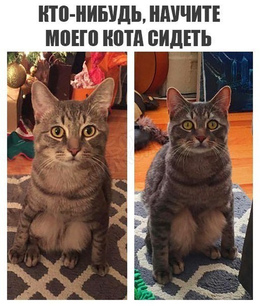 Забавные картинки без смысловой нагрузки