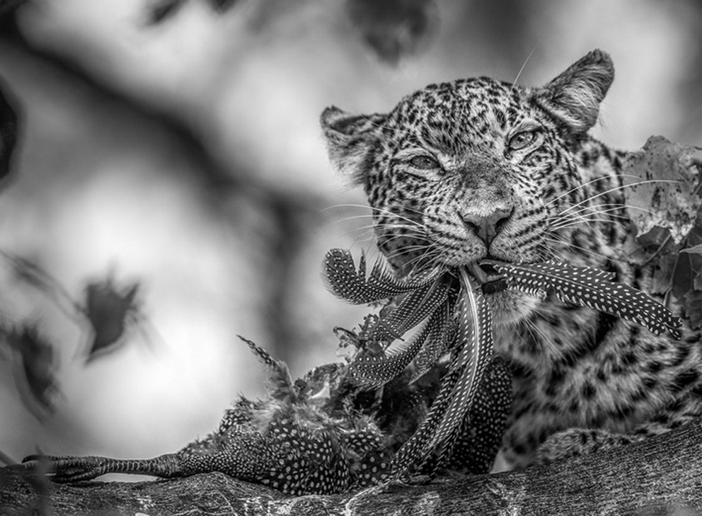 Фотоконкурс Sony World Photography Awards