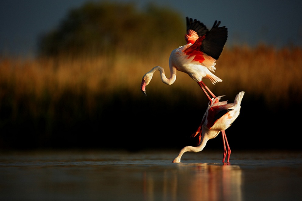Фотоконкурс Sony World Photography Awards