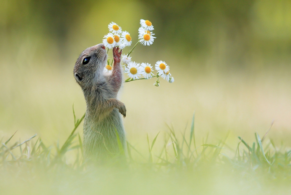 Фотоконкурс Sony World Photography Awards