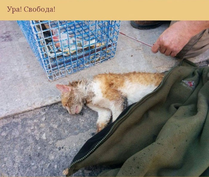 Спасение застрявшей в трубе кошки