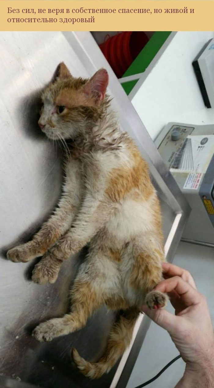 Спасение застрявшей в трубе кошки