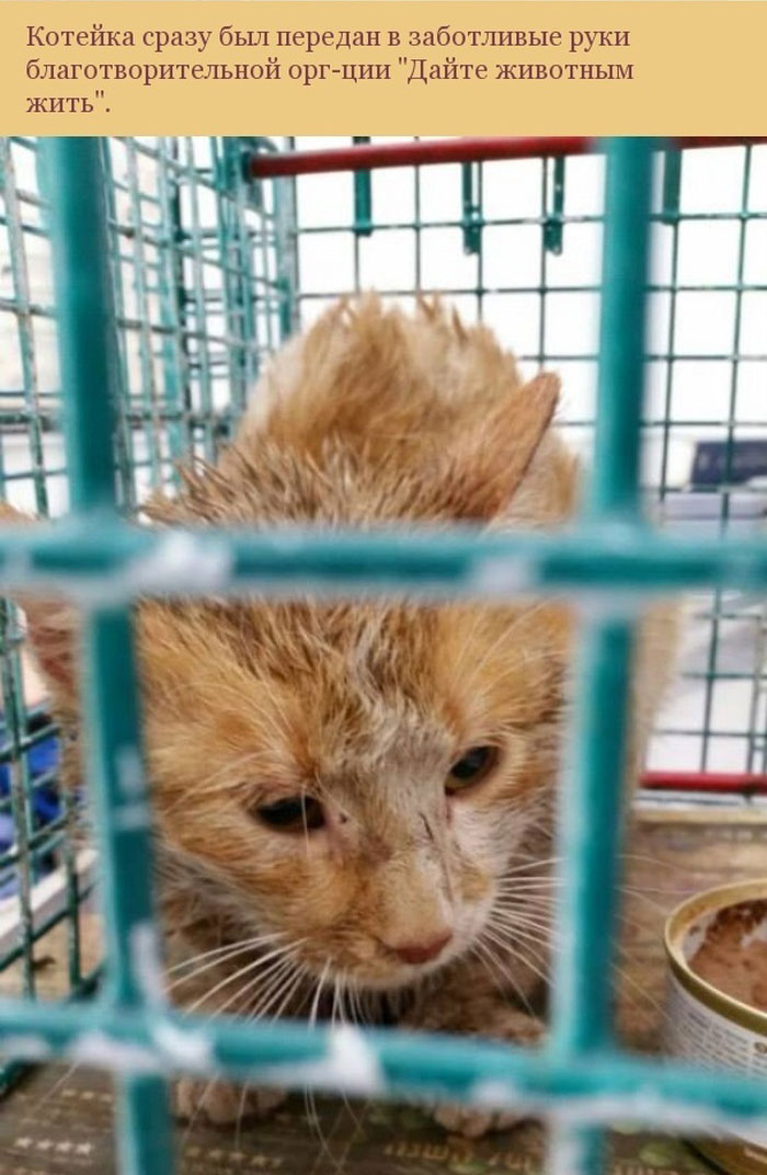 Спасение застрявшей в трубе кошки