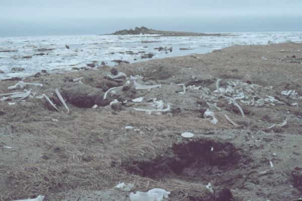 Острова Пунук. Кладбище Берингова моря Острова Пунук. Кладбище Берингова моря