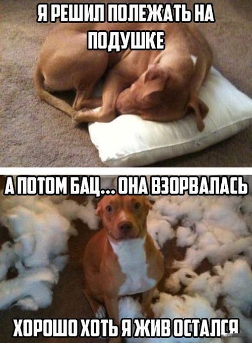 Порция картинок