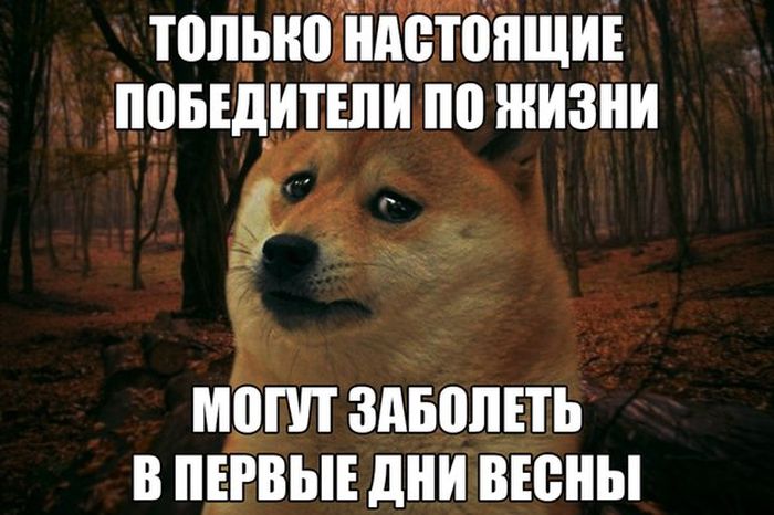 Порция картинок