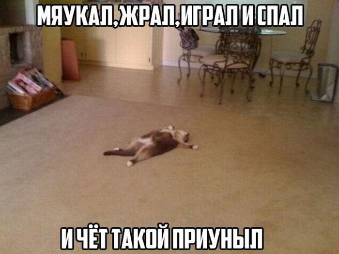Порция картинок