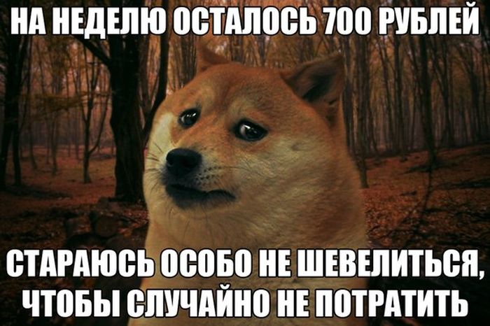 Порция картинок
