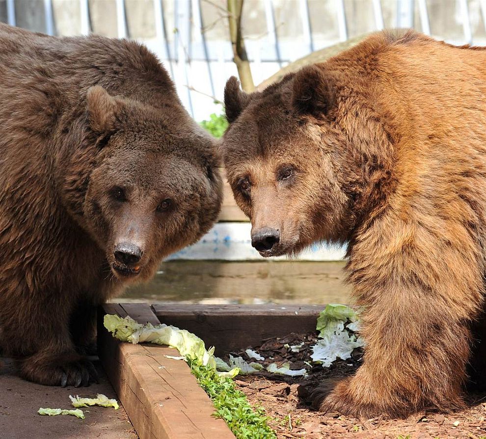 Животные в фотографиях Животные в фотографиях
