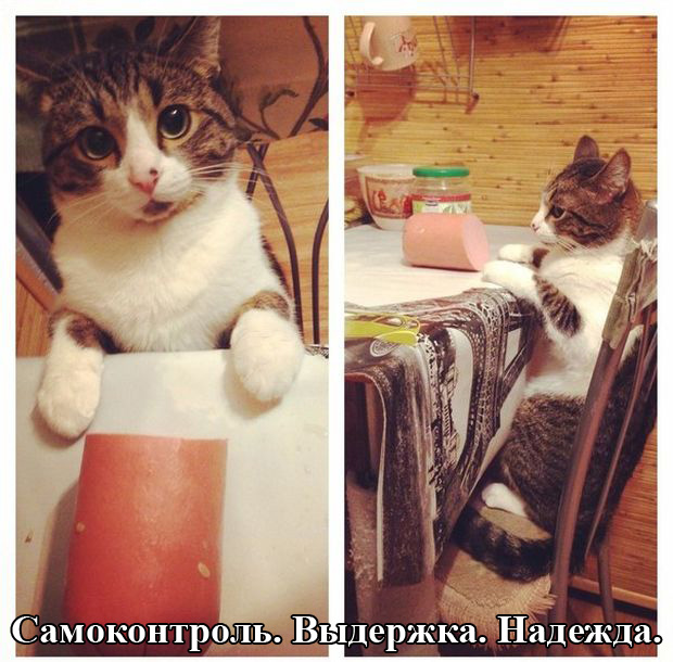 Порция картинок