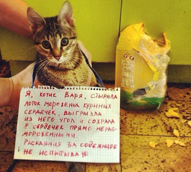 Порция картинок