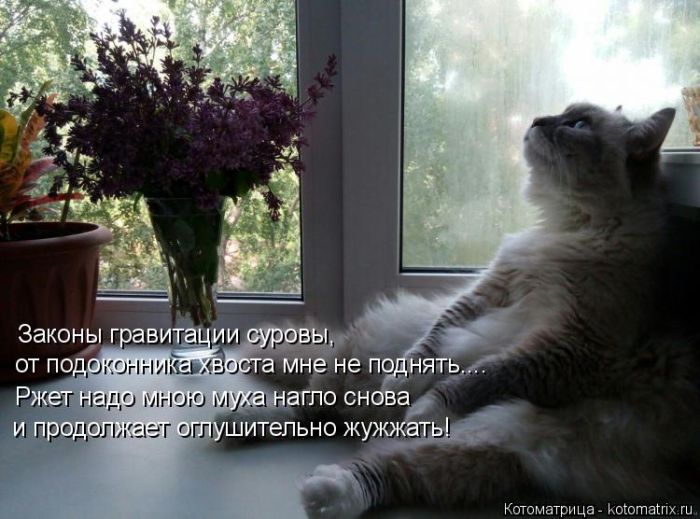 Лучшие котоматрицы недели