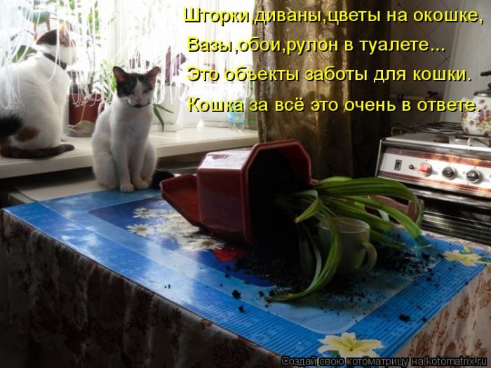 Лучшие котоматрицы недели
