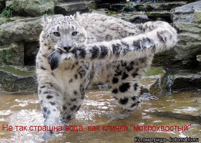 Лучшие котоматрицы недели