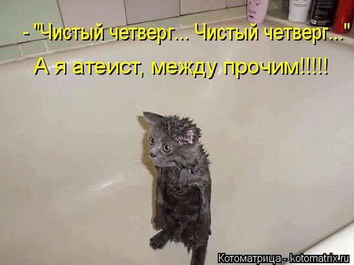 Лучшие котоматрицы недели