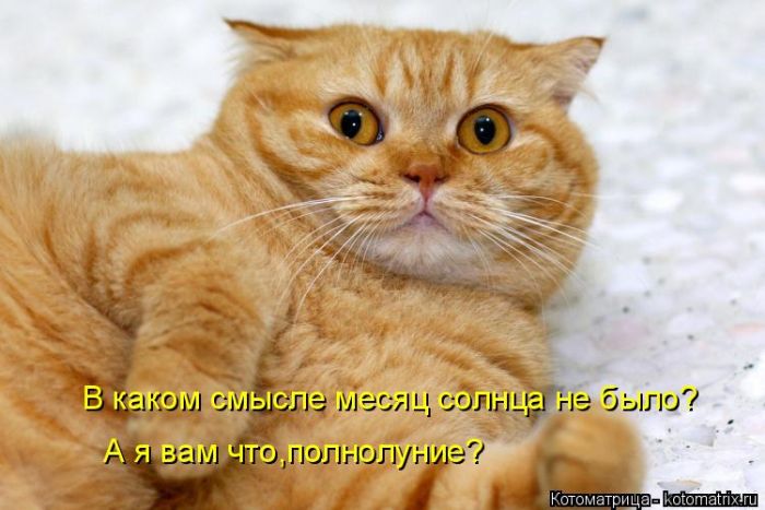 Лучшие котоматрицы недели