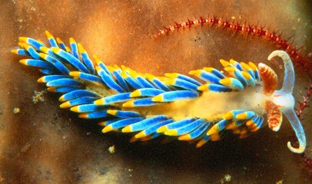 Невиданные ранее морские существа Невиданные ранее морские существа