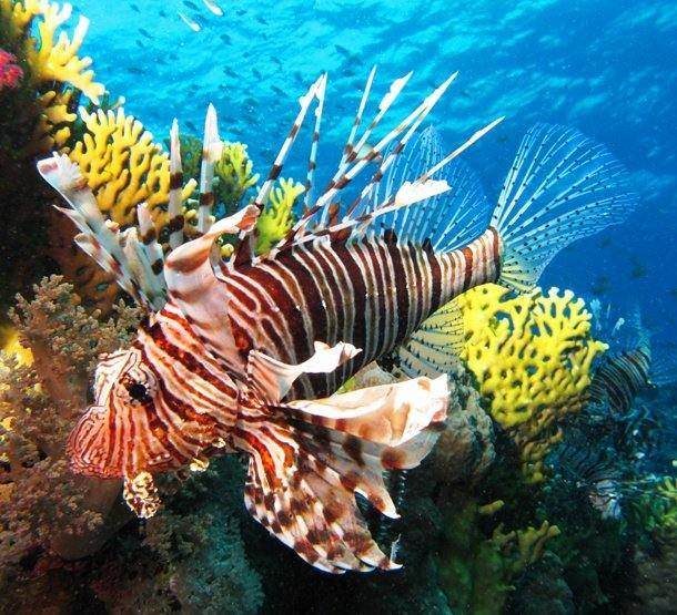 Невиданные ранее морские существа Невиданные ранее морские существа