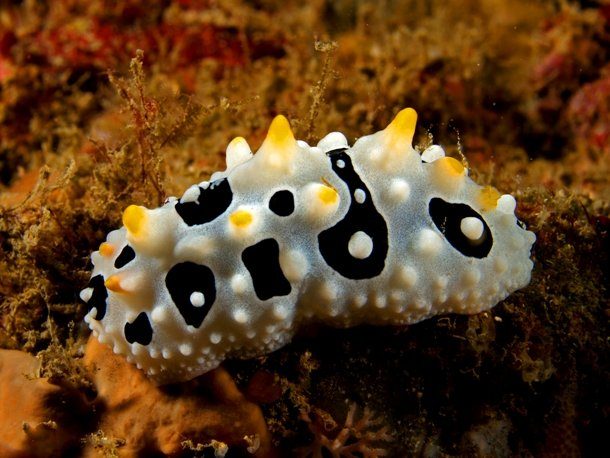 Невиданные ранее морские существа Невиданные ранее морские существа