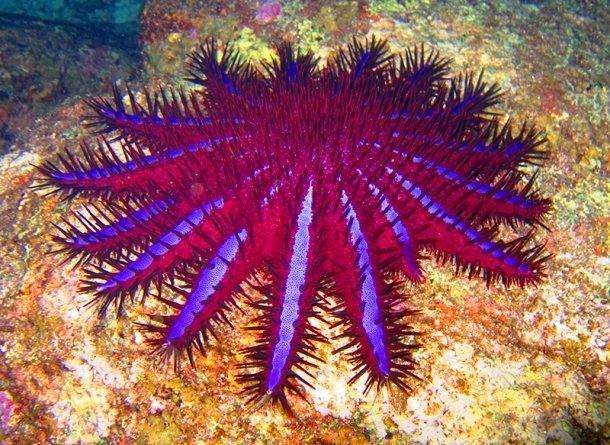 Невиданные ранее морские существа Невиданные ранее морские существа