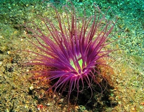 Невиданные ранее морские существа Невиданные ранее морские существа