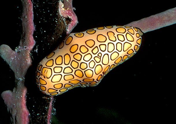 Невиданные ранее морские существа Невиданные ранее морские существа
