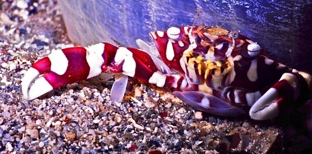 Невиданные ранее морские существа Невиданные ранее морские существа