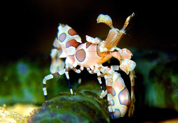 Невиданные ранее морские существа Невиданные ранее морские существа