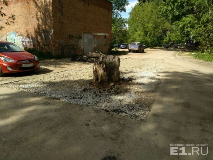 В Екатеринбурге старый пень посреди дороги закатали в асфальт В Екатеринбурге старый пень посреди дороги закатали в асфальт