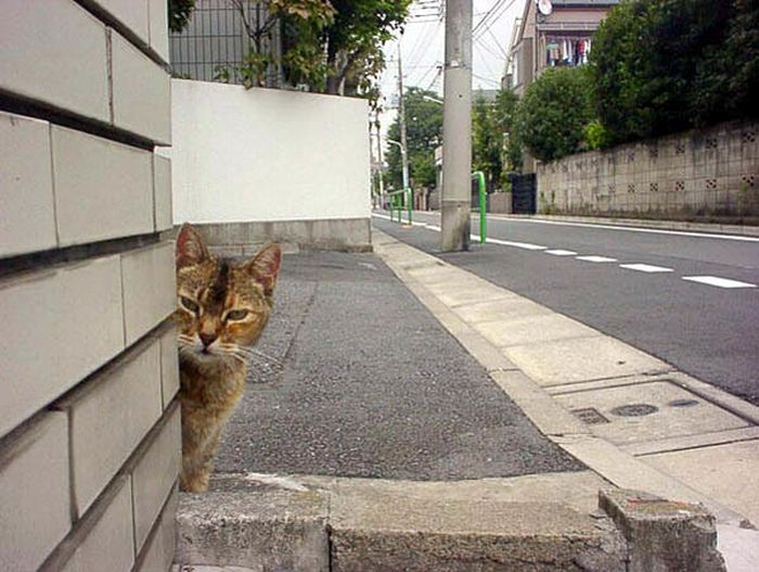 Коты, выглядывающие из своих укрытий
