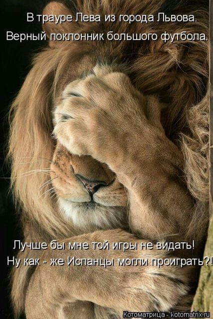 Лучшие котоматрицы недели