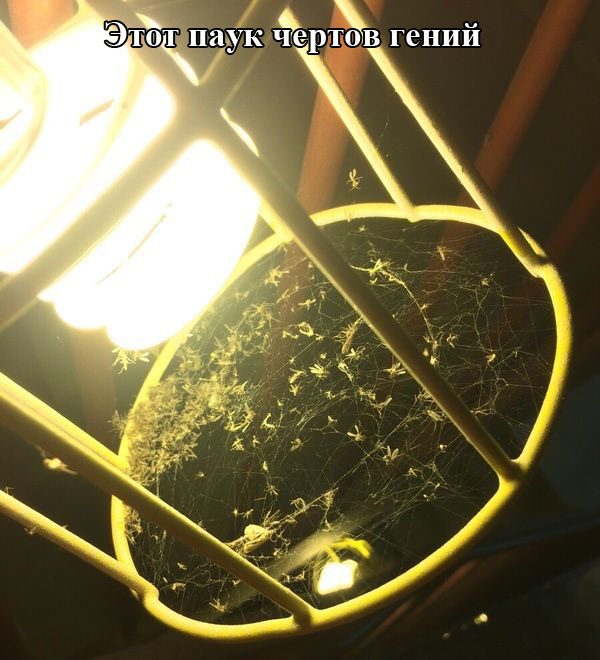 Порция картинок