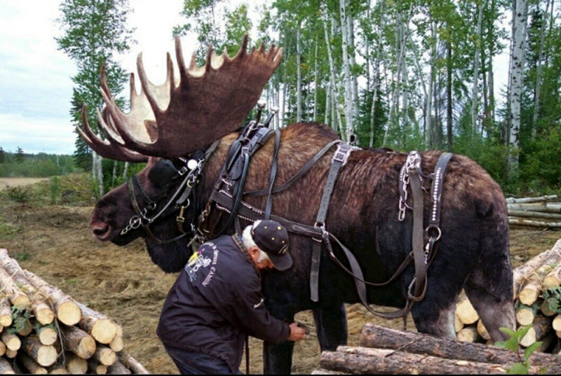 Тем временем в Канаде...