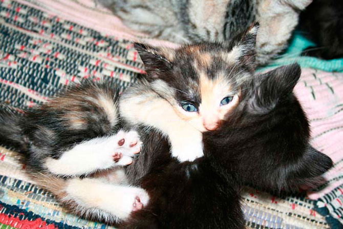 Учимся обниматься у кошек Учимся обниматься у кошек