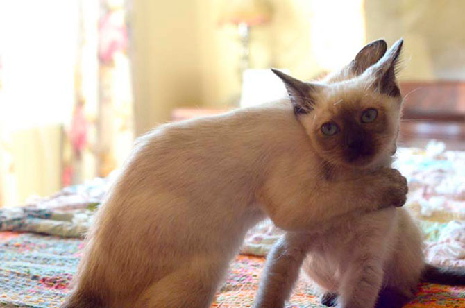 Учимся обниматься у кошек Учимся обниматься у кошек