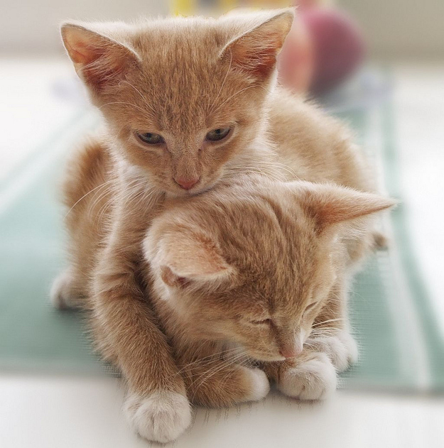 Учимся обниматься у кошек Учимся обниматься у кошек
