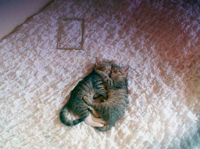 Учимся обниматься у кошек Учимся обниматься у кошек