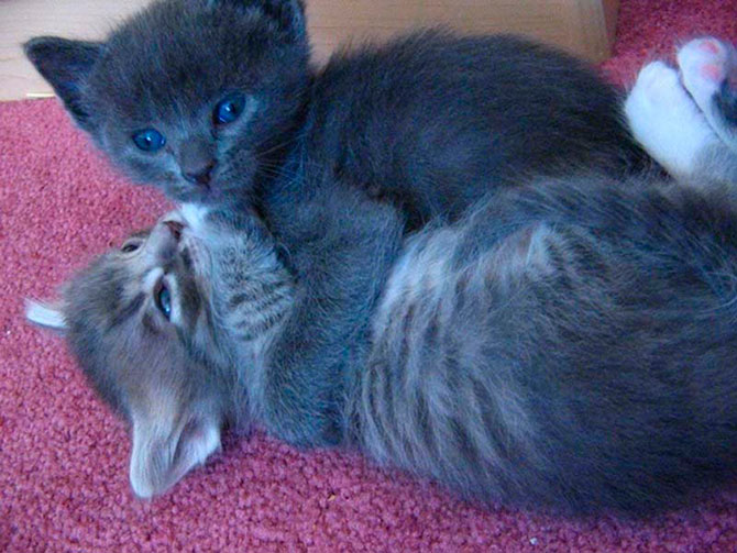 Учимся обниматься у кошек Учимся обниматься у кошек