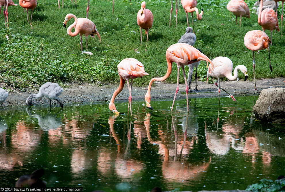 Крупнейший ландшафтный зоопарк в Европе Крупнейший ландшафтный зоопарк в Европе