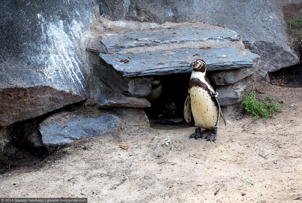 Крупнейший ландшафтный зоопарк в Европе Крупнейший ландшафтный зоопарк в Европе