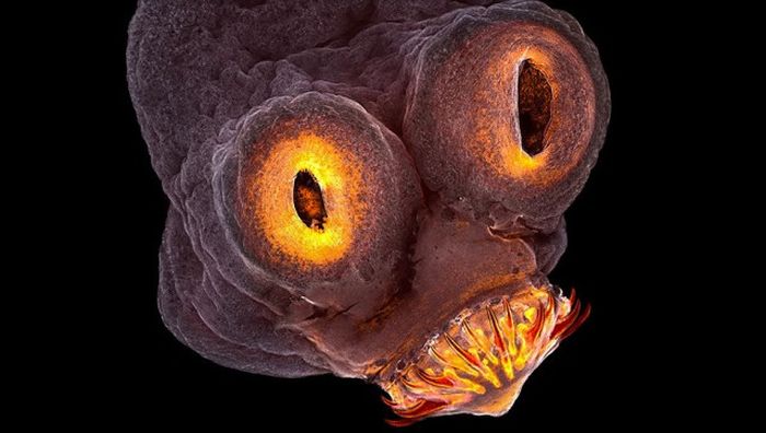 Лучшие работы фотоконкурса Nikon Small World