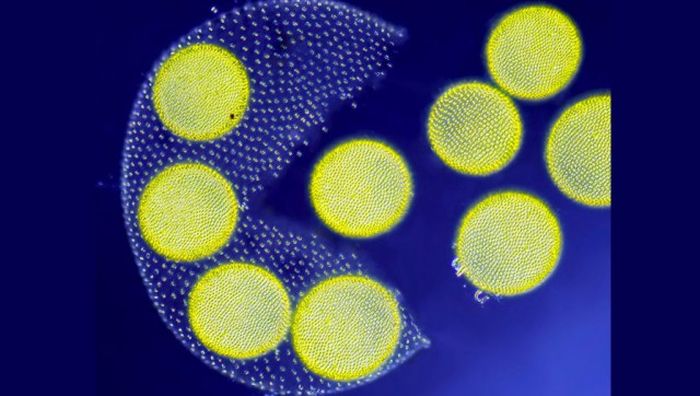 Лучшие работы фотоконкурса Nikon Small World
