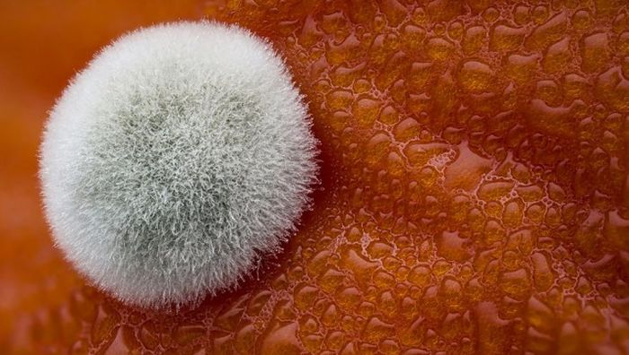 Лучшие работы фотоконкурса Nikon Small World