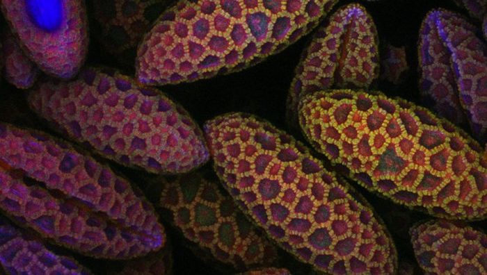Лучшие работы фотоконкурса Nikon Small World