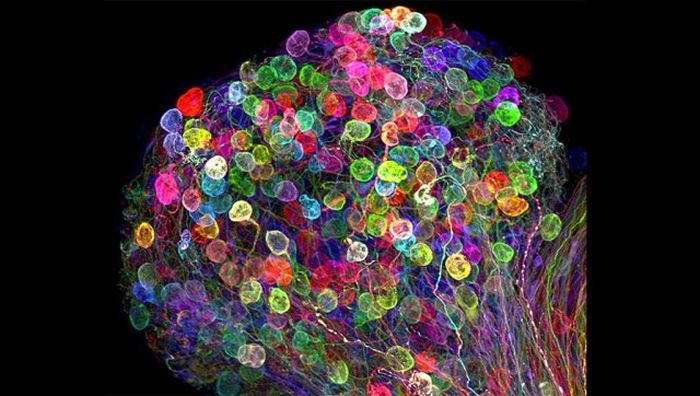 Лучшие работы фотоконкурса Nikon Small World