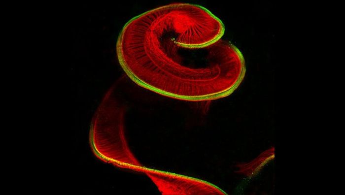 Лучшие работы фотоконкурса Nikon Small World