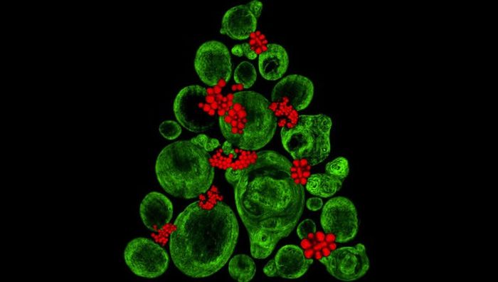 Лучшие работы фотоконкурса Nikon Small World